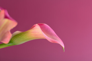 Two pink Calla lilies on pink background for Valentines day card or Valentines gift, birthday,...