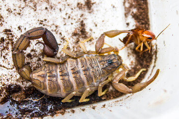 Hottentotta hottentotta is a genus of scorpions of the family Buthidae. It is distributed widely across Africa. Very poisonous for people