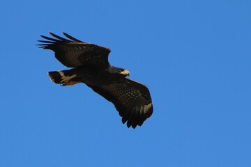 Parabuteo unicinctus, Agililla cinchada, Harris' hawk