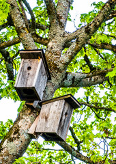 typical wooden bird house