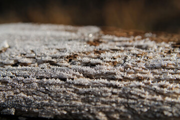 The texture of a tree covered with frost. Background image, close-up
