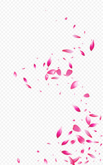 Pink Petal Fall Vector Transparent Background.