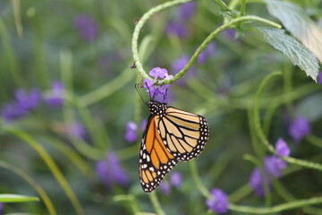 Danaus plexippus, Monarca, Monarch butterfly