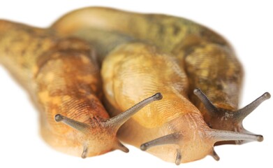 Natural small garden snail on the desk