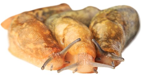 Natural small garden snail on the desk