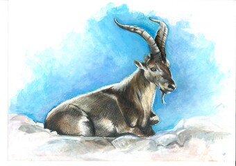 Bouquetin des Pyrénées, illustration crayons et aquarelle