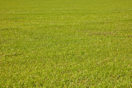 Große grüne Grasfläche als Hintergrundbild.