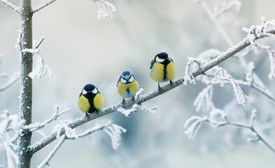 birds titmice and lapis lazuli sit on a branch in a snowy winter park
