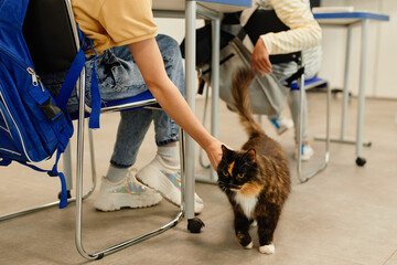 Cropped shot of child petting tabby cat in pet friendly school classroom, copy space