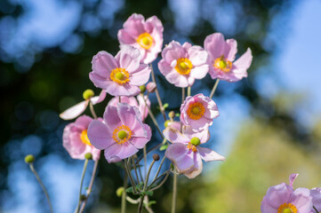 Anemone hupehensis praecox pink petal simplicity flowering plant, windflowers flowering plants in the garden