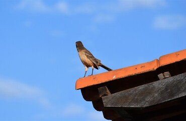 sabiá-do-campo
