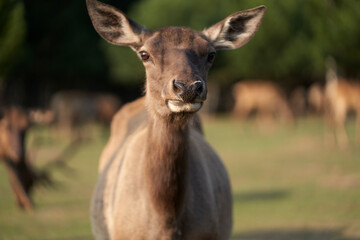 Portrait of a curious doe on a blurred background of a herd of deer in the forest. Selective focus.