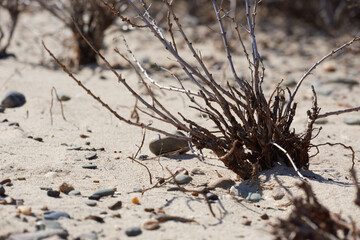 dry bush branches on the desert sand
