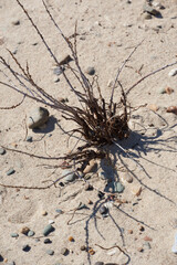 dry bush branches on the desert sand