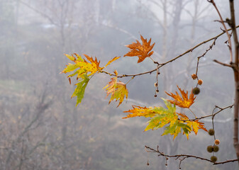 Yellow maple leaves on a tree in mist in autumn.