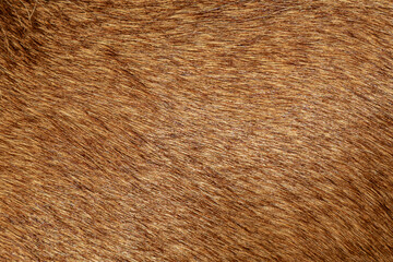 Hair abstract texture. Surface backdrop. Hairy effect pattern. Natural background.