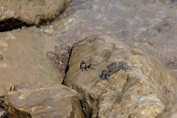 Mediterranean crabs above the rocks