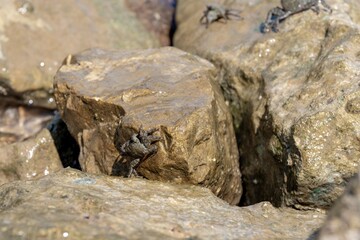 Mediterranean crabs above the rocks