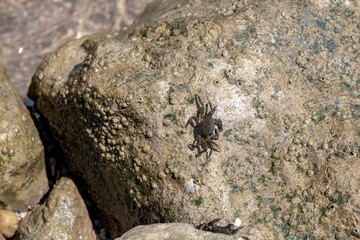 Mediterranean crabs above the rocks