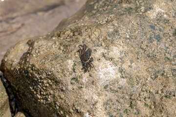 Characteristic specimen of Mediterranean crab on rocks