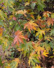 Nature background with autumn tree maple leaves. Flora patterns, fall season