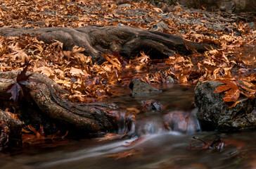 Waterfall and river flowing with maple leaves on the rocks on the river in Autumn