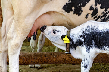 calf of the breed Pustertaler drinking from the udder of the mother cow © leopold