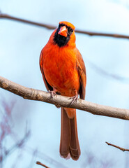Cardinal on branch of tree