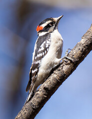 Downy woodpecker on branch