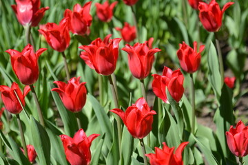 Red tulips meadow. Spring colourful romantic bouquet