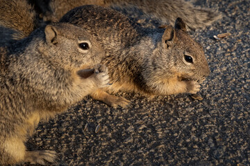 squirrel eating nut