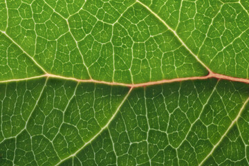 Green leaf macro backgroud texture close up