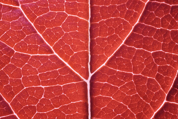 Red leaf macro backgroud texture close up