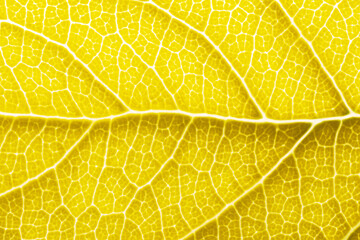 Yellow leaf macro backgroud texture close up
