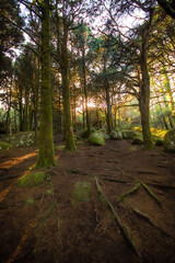 Forest landscape with the sun's rays shining among the trees. Old wood with rocks with moss