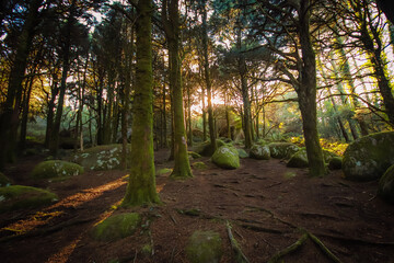Forest landscape with the sun's rays shining among the trees. Old wood with rocks with moss