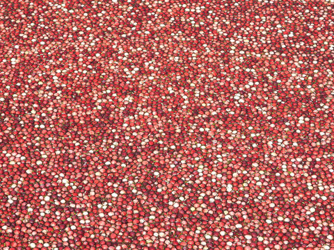 Viewfinder full of ripe red Cranberries