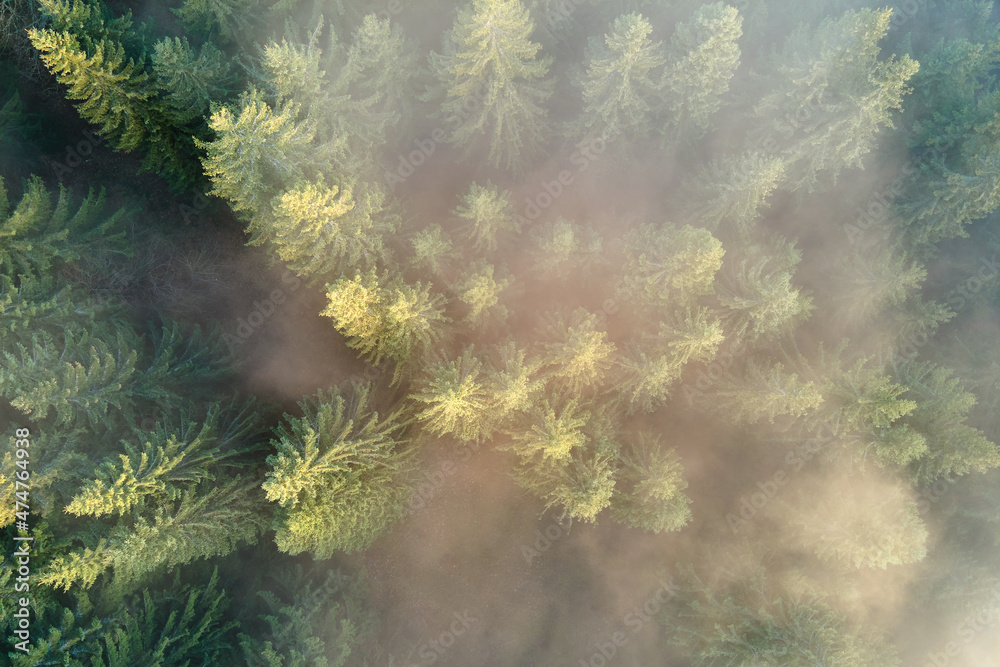 Wall mural Aerial view of brightly illuminated with sunlight beams foggy dark forest with pine trees at autumn sunrise. Amazing wild woodland at misty dawn. Environment and nature protection concept - Wall murals