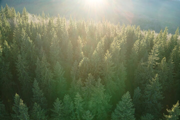 Aerial view of brightly illuminated with sunlight beams foggy dark forest with pine trees at autumn sunrise. Amazing wild woodland at misty dawn. Environment and nature protection concept