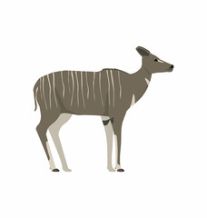 Fototapeta na wymiar Female lesser kudu seen in side view - Flat style vector