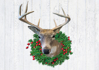Buck deer mount with big antlers in green Christmas wreath and red berries on rustic whitewashed...