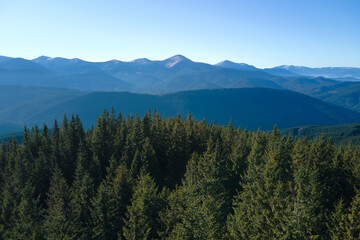 Aerial view of mountain hills covered with dense green pine woods on bright day