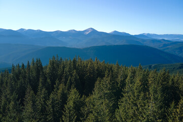 Aerial view of mountain hills covered with dense green pine woods on bright day
