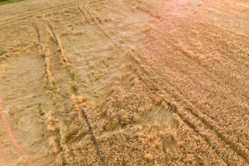 Aerial view of ripe farm field ready for harvesting with fallen down broken by wind wheat heads. Damaged crops and agriculture failure concept