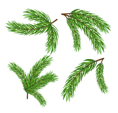 Pine tree branch isolated fir vector decoration xmas green background evergreen transparent spruce