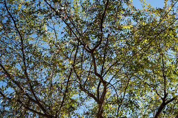 tree branches against a blue sky background