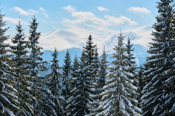 Pine trees covered with fresh fallen snow in winter mountain forest on cold bright day