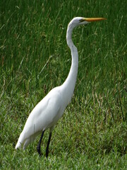 Fototapeta premium Une grande aigrette blanche dans un champ d'herbe verte