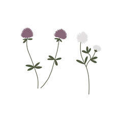Vector color hand drawn illustration with Clover set. Minimalist Meadow Flower and herb.  Wildflower for logo design, tattoo, postcard