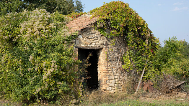 Broken down house with vegetation in the vineyard